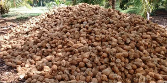 Semi husked coconut wholesale suppliers in india
