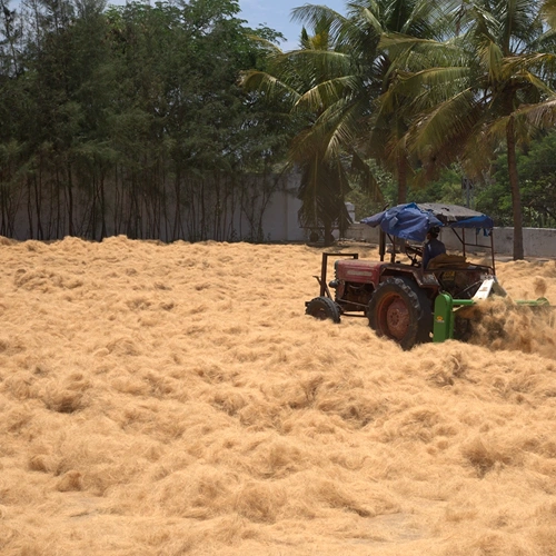 Coco coir fiber Sun drying