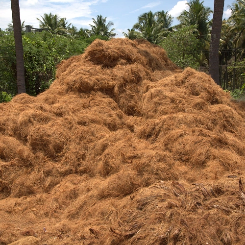 Coco coir fiber extraction